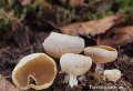 Tarzetta catinus-amf2158